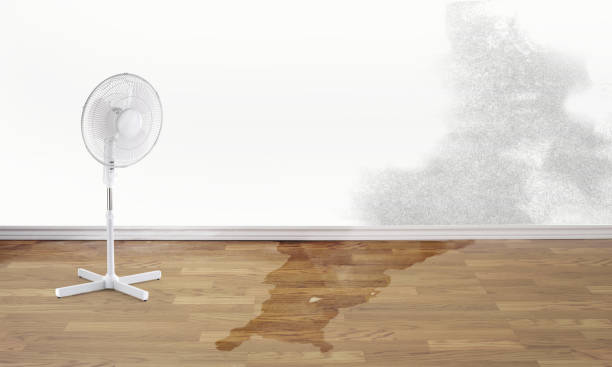 Best Basement water damage restoration  in Plano, IL