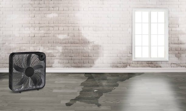 Best Carpet water damage restoration  in Plano, IL